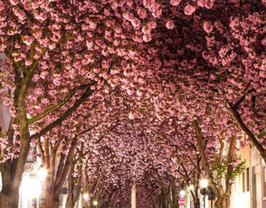 Conoce la calle en Alemania que se convierte en un túnel repleto de flores
