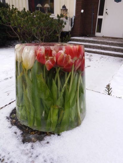 Estas fotos de tulipanes están causando furor en la red – al descubrir por qué quedo boquiabierta