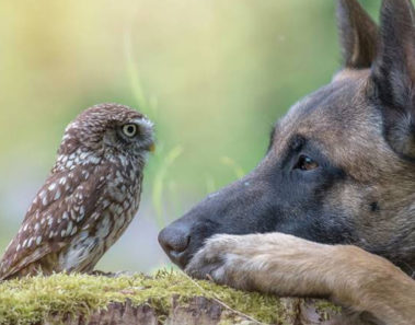 La historia en imágenes de la enternecedora amistad entre Ingo el perro y su gran amigo, el búho