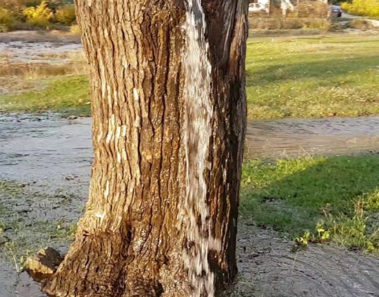 El misterioso árbol del que brota agua a chorros
