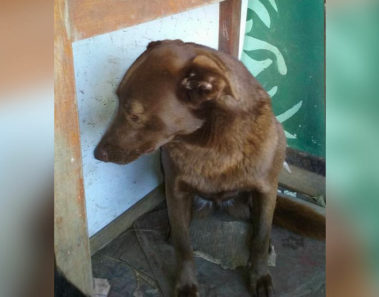 Perrita deprimida está sola en refugio durante 2 años: Pero de repente siente un olor conocido