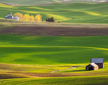 Los coloridos campos de Palouse en Washington