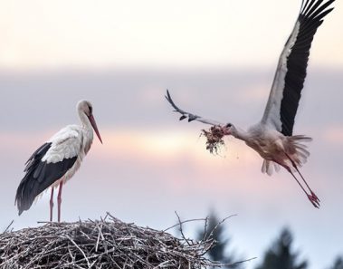 La historia de amor de dos cigüeñas que conmueve al mundo entero