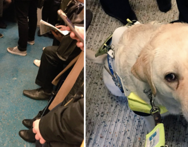 Nadie cede un asiento a pasajero ciego – pero su perro guía da una gran lección a los humanos