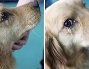 Tras ser rescatado de un mercado de carne, este perro agradeció a sus salvadores con lágrimas