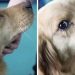 Tras ser rescatado de un mercado de carne, este perro agradeció a sus salvadores con lágrimas
