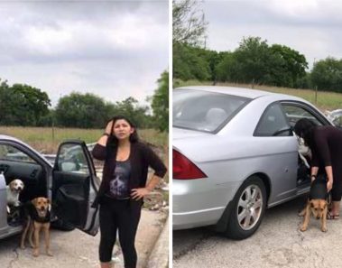 Sale del auto y abandona 4 perros – Cuando la graban hace lo peor y se va sin remordimiento