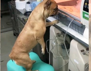 Cachorritos prematuros son puestos en incubadora y su madre no puede dejar de contemplarlos