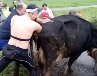Lo que los ciclistas le hacen a la vaca hace que el vídeo se difunda como la pólvora en la red