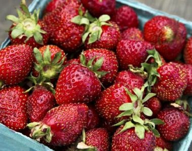 Mantener las fresas frescas es fácil con estos consejos de los agricultores