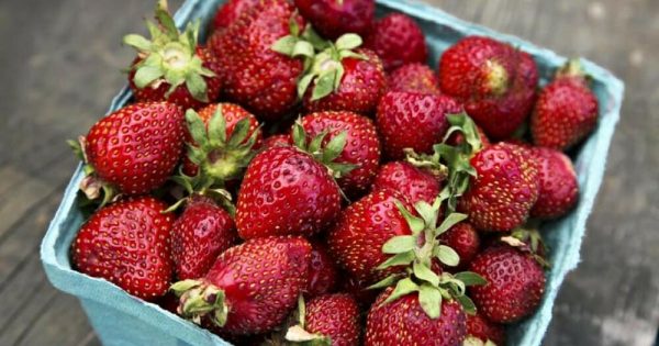 Mantener las fresas frescas es fácil con estos consejos de los agricultores