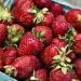 Mantener las fresas frescas es fácil con estos consejos de los agricultores
