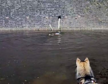 Hombre sale con el perro y ve algo moverse atrás – mira de cerca y se tira al agua