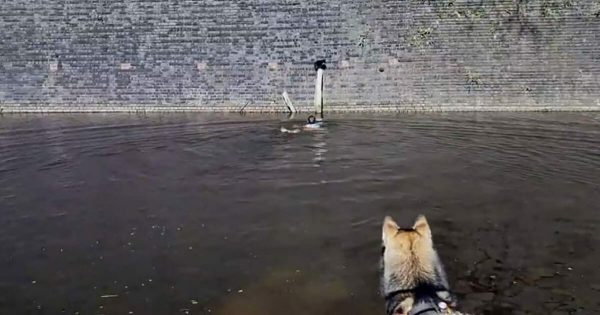 Hombre sale con el perro y ve algo moverse atrás – mira de cerca y se tira al agua