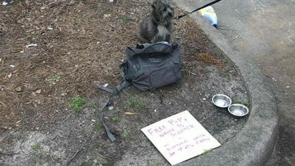 Perro es abandonado en la calle, a su lado se encontraba esta triste carta
