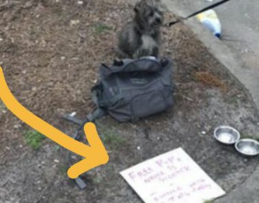 Perro es abandonado en la calle, a su lado se encontraba esta triste carta