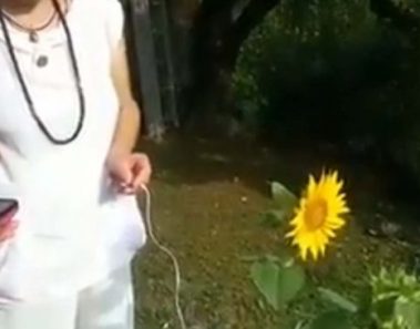 Mujer graba el sonido que emite un girasol y el resultado eriza la piel