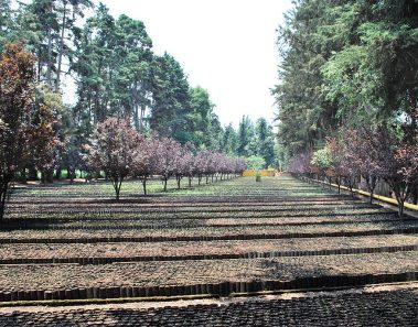 viveros de coyoacan