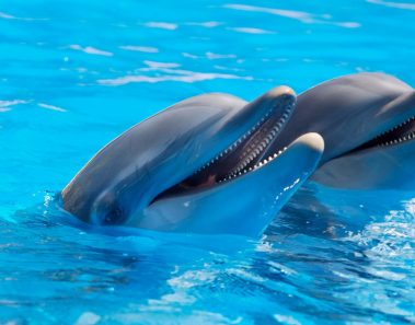 dolphin discovery miembro alliance los cabos